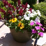 Container Garden Container Garden