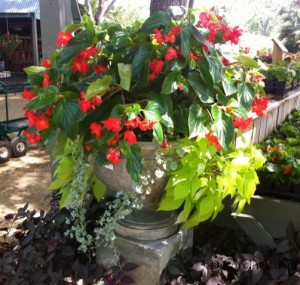 Container Garden