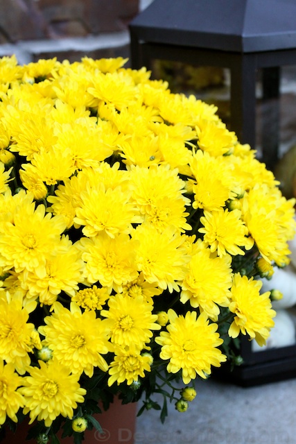 Yellow Mum