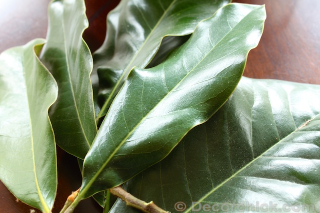 magnolia leaves