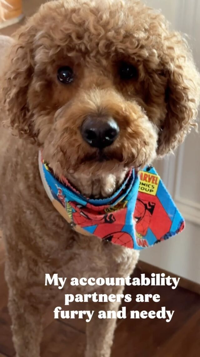 My Monday morning team:

🐶Offers no help and are lazy bums
🦴Demands snacks
👥Follows me like I’m the CEO of Treats, Inc.

If you’re wondering who’s keeping me accountable…it’s these two.🤪

What’s your Monday morning vibe? Chaos? Caffeine? Needy Canines? Doodles and Australian Shepherds have got to be the MOST needy🤪

#MondayMotivation #DogMomLife #WorkFromHomeVibes #FurBabies #StartYourWeekRight #ShadowSquad #doodles #goldendoodle