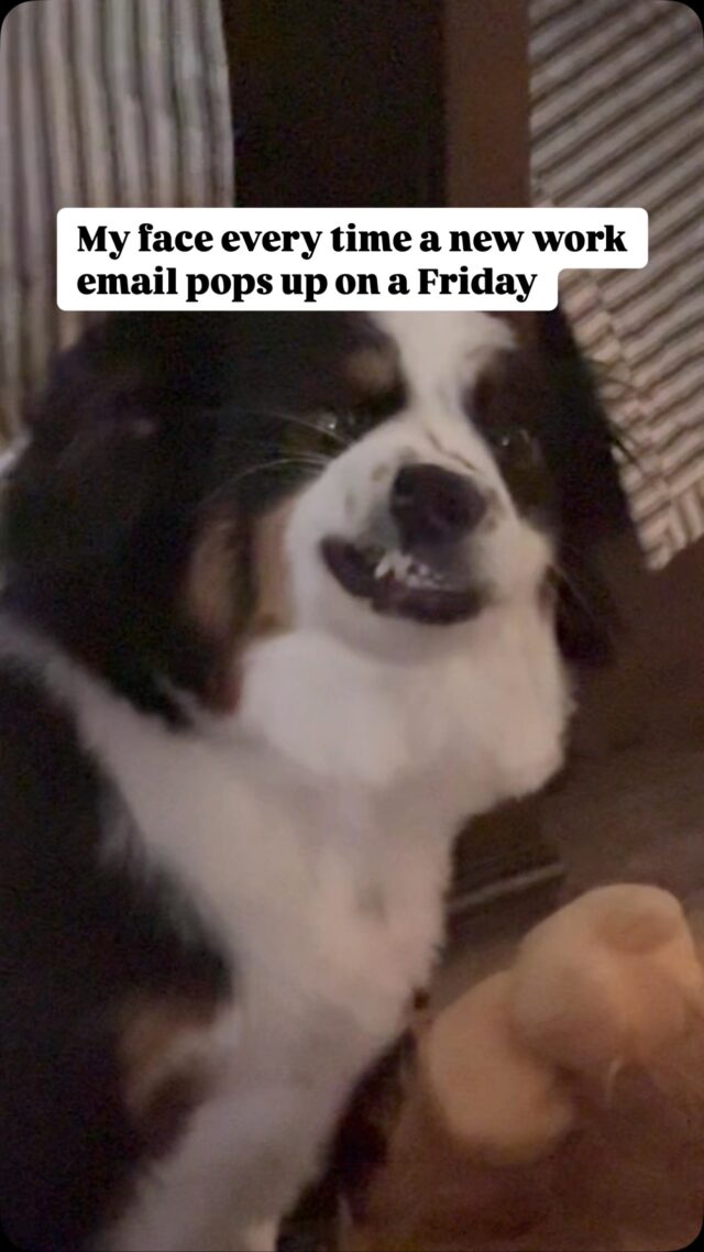 My face every time a new work email pops up on a Friday.😑😬🐶

Share if you relate! We got this.👊

#workfromhome #wfh #fridayfun